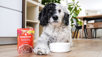 Dog with Now Fresh Beef & Rice Dinner wet dog food