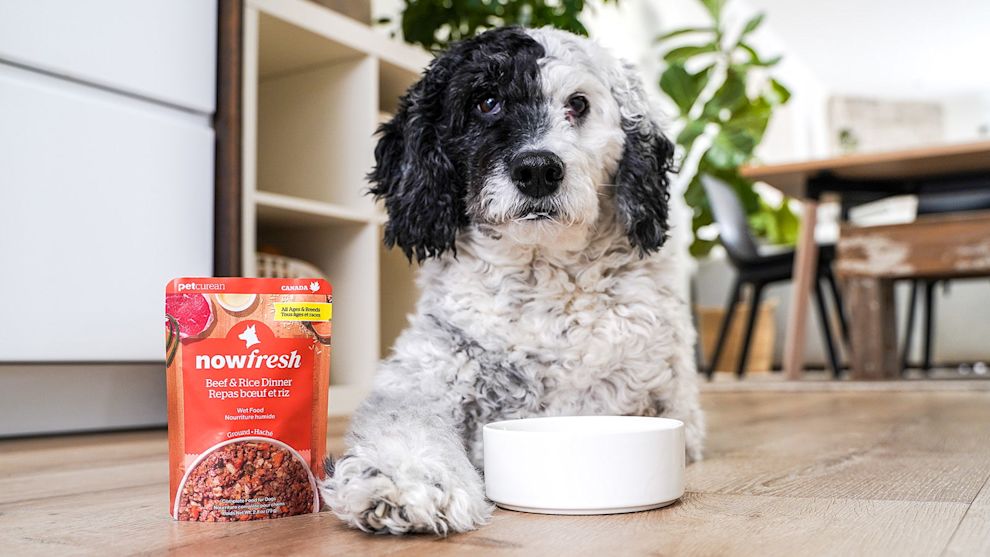 Dog with Now Fresh Beef & Rice Dinner wet dog food