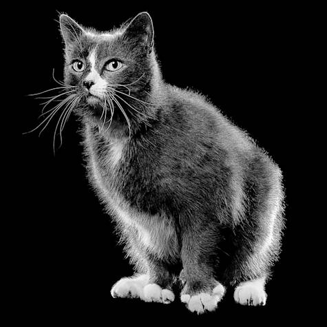 Cat sitting against black background