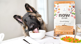 German Shepherd dog eating Now Fresh Good Gravy from table