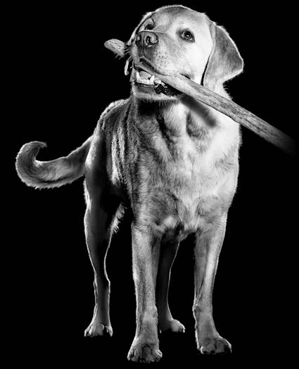 Labrador dog holding stick