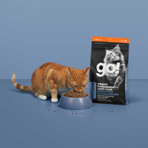 Orange tabby cat eating GO! SOLUTIONS WEIGHT MANAGEMENT + JOINT CARE kibble
