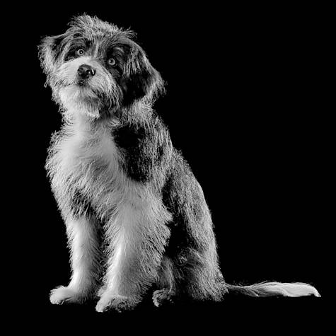 Black and white scruffy dog sitting with head tilted