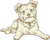 Small breed senior dog illustration