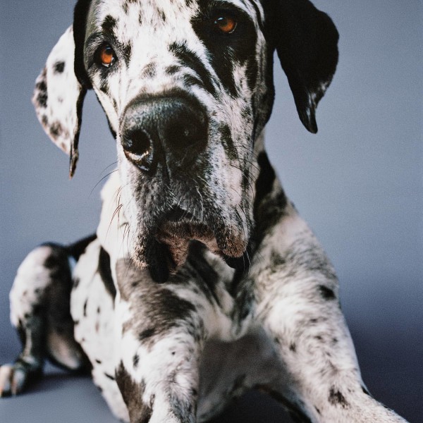 Great Dane looking at camera