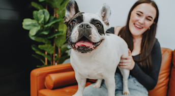 French Bulldog sitting on owners lap