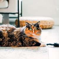 Calico cat laying on floor with toy mouse