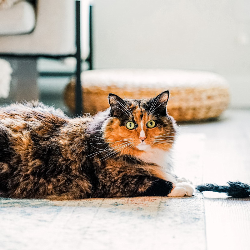 Calico cat laying on floor with toy mouse