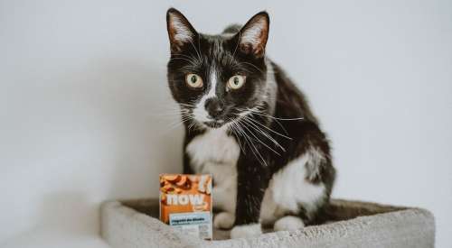 Black and white cat on cat tree with NOW FRESH Tetra Pak