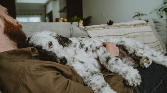 Dog and owner cuddling on couch