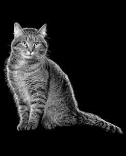 Tabby cat sitting in black and white