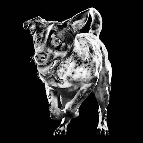 Dog running against black background