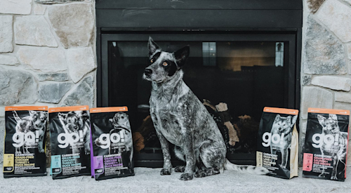 Grey Australian Cattle Dog sitting by fireplace surrounded by GO! kibble bags