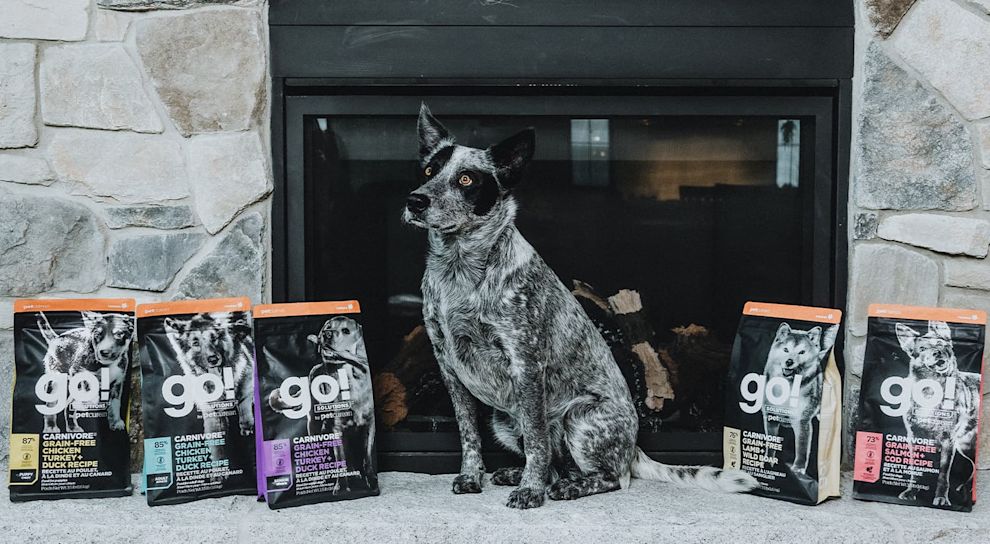 Grey Australian Cattle Dog sitting by fireplace surrounded by GO! kibble bags