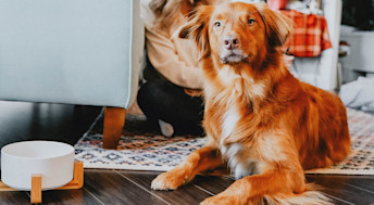 Duck Tolling Retriever dog beside bowl