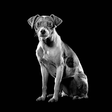 Black and white Jack Russell Terrier sitting down