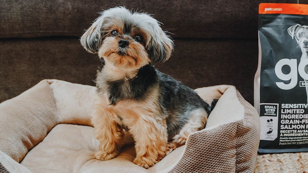 Small breed dog in bed