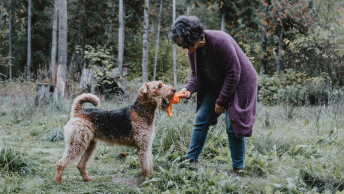 Airedale Terrier outside with toy in mouth beside pet parent