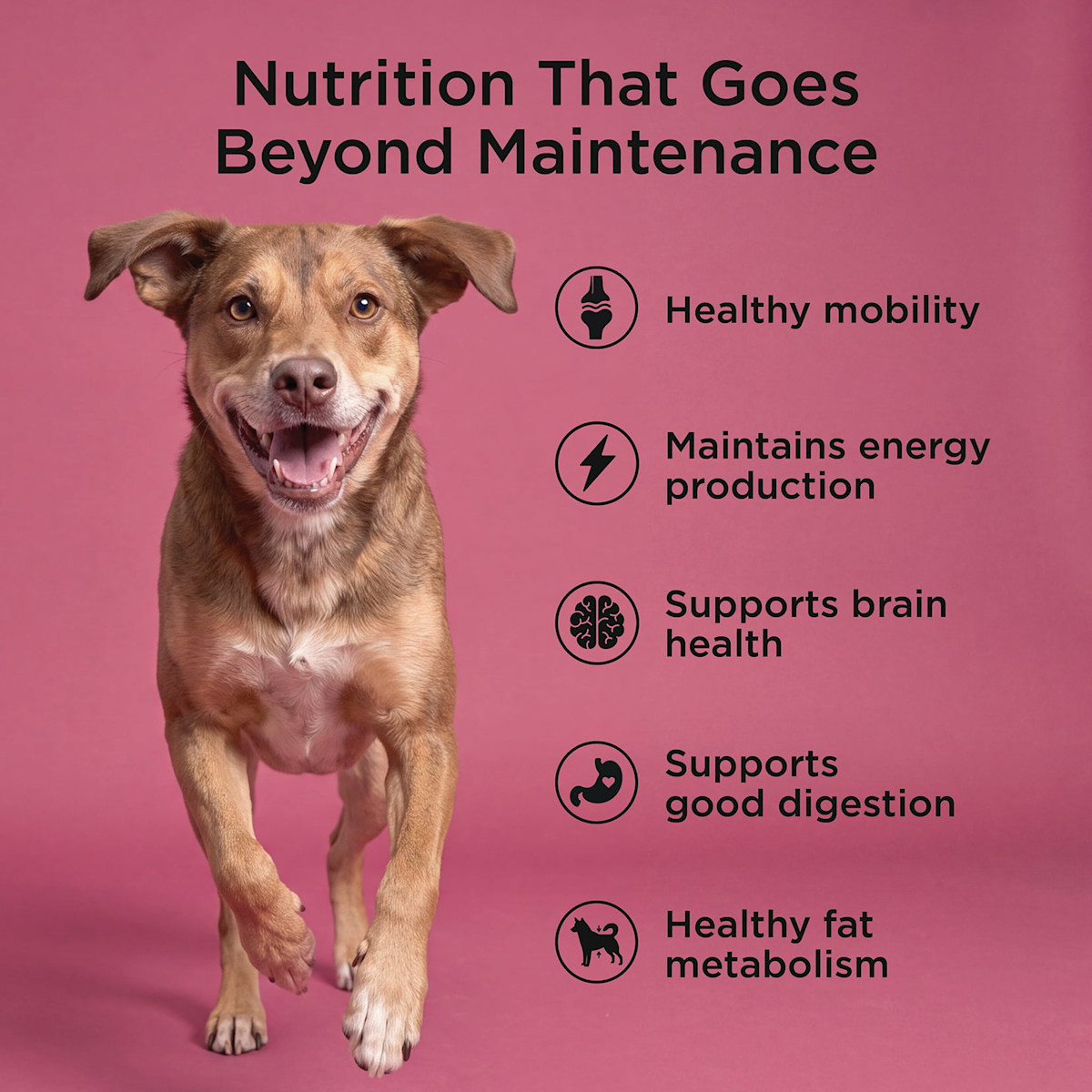 Healthy mobility, maintains energy production, supports brain health, supports good digestion, and healthy fat metabolism