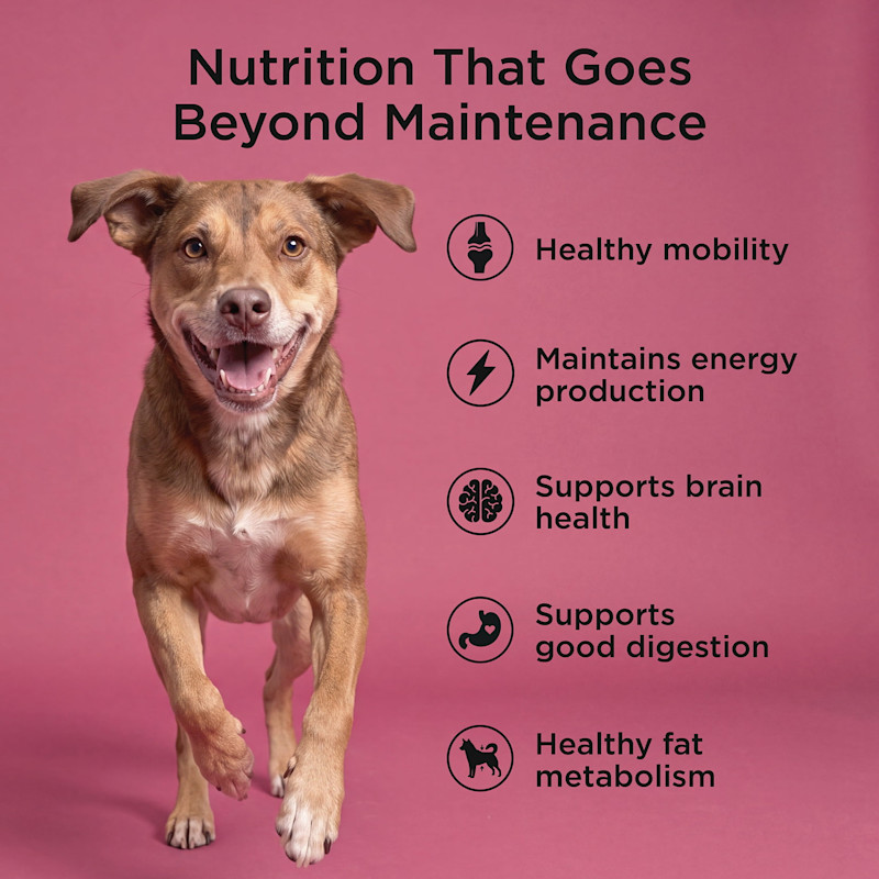 Healthy mobility, maintains energy production, supports brain health, supports good digestion, and healthy fat metabolism