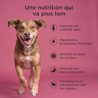 Healthy mobility, maintains energy production, supports brain health, supports good digestion, and healthy fat metabolism