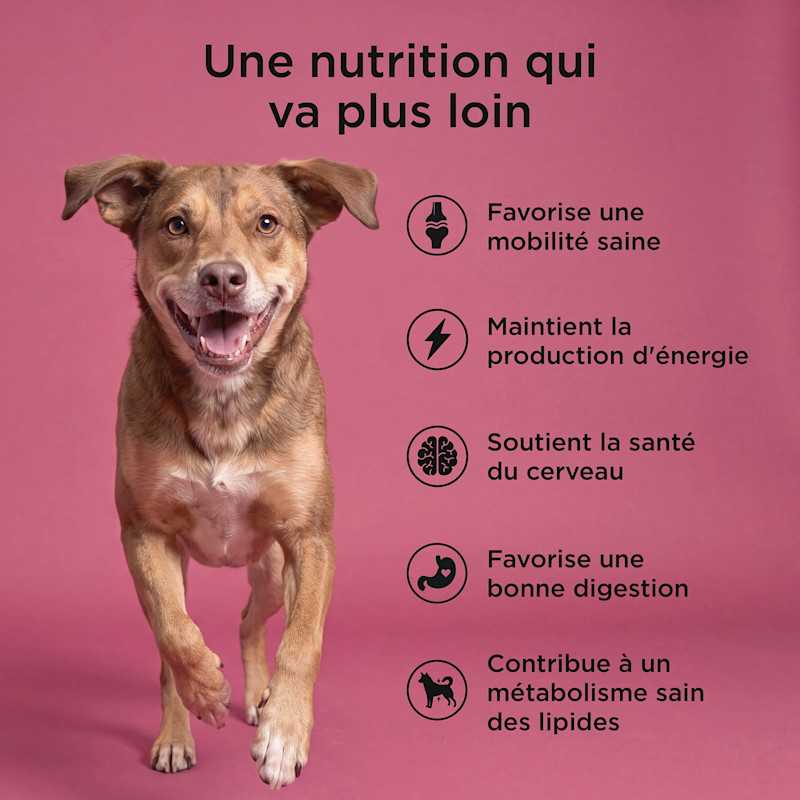 Healthy mobility, maintains energy production, supports brain health, supports good digestion, and healthy fat metabolism