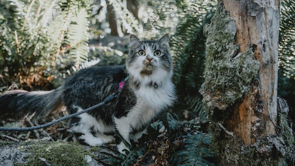 Fluffy cat outside on hike in forest while on leash