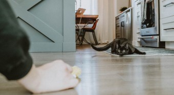 Black cat in kitchen about to pounce on toy
