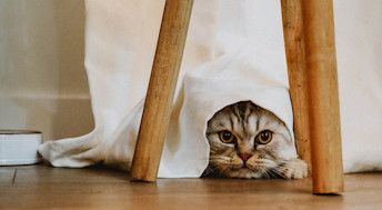 Cat peeking from under table cloth