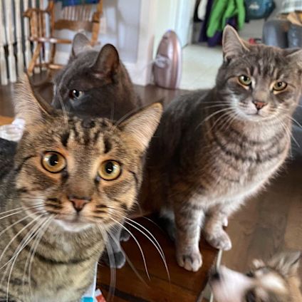 Three cats