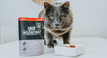 Grey cat with bowl of Go! Solutions Booster Tuna + Salmon Pâté