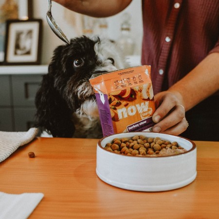 Dog watching owner serve NOW FRESH Turkey Stew wet food into kibble bowl