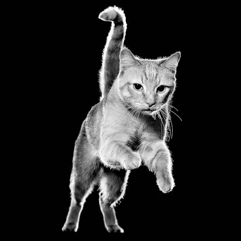 Tabby cat jumping