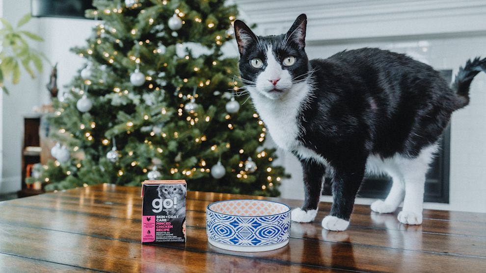 Black and white cat on table beside GO! SOLUTIONS Tetra Pak in front of Christmas tree