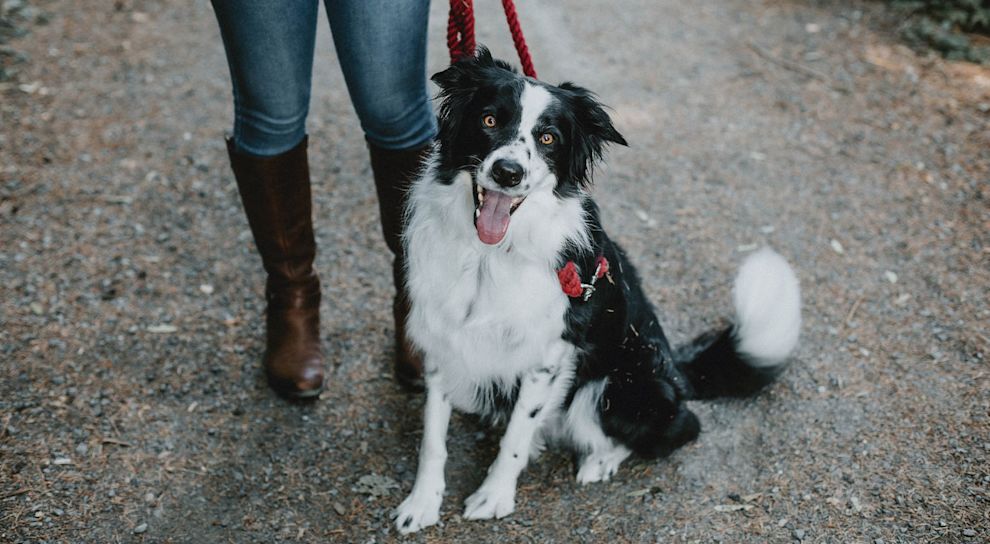 Border Collie wearing leash on gravel trail
