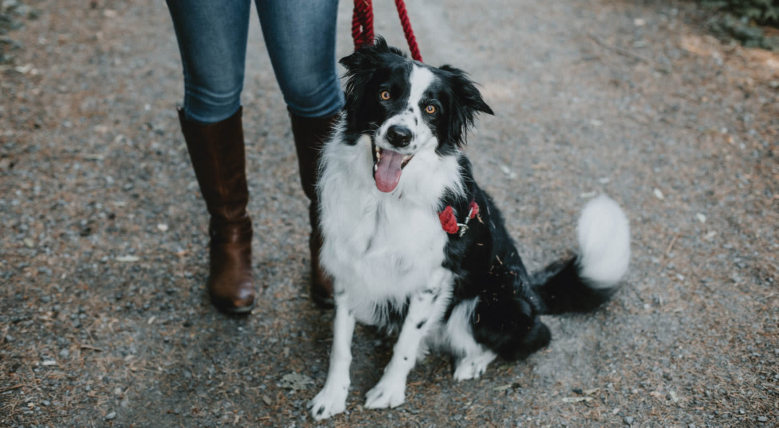 How Much Is It To Get A Dog Neutered In Ireland