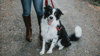 Border Collie wearing leash on gravel trail