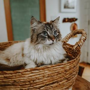 Fluffy cat in basket