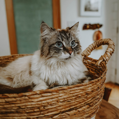 Fluffy cat in basket