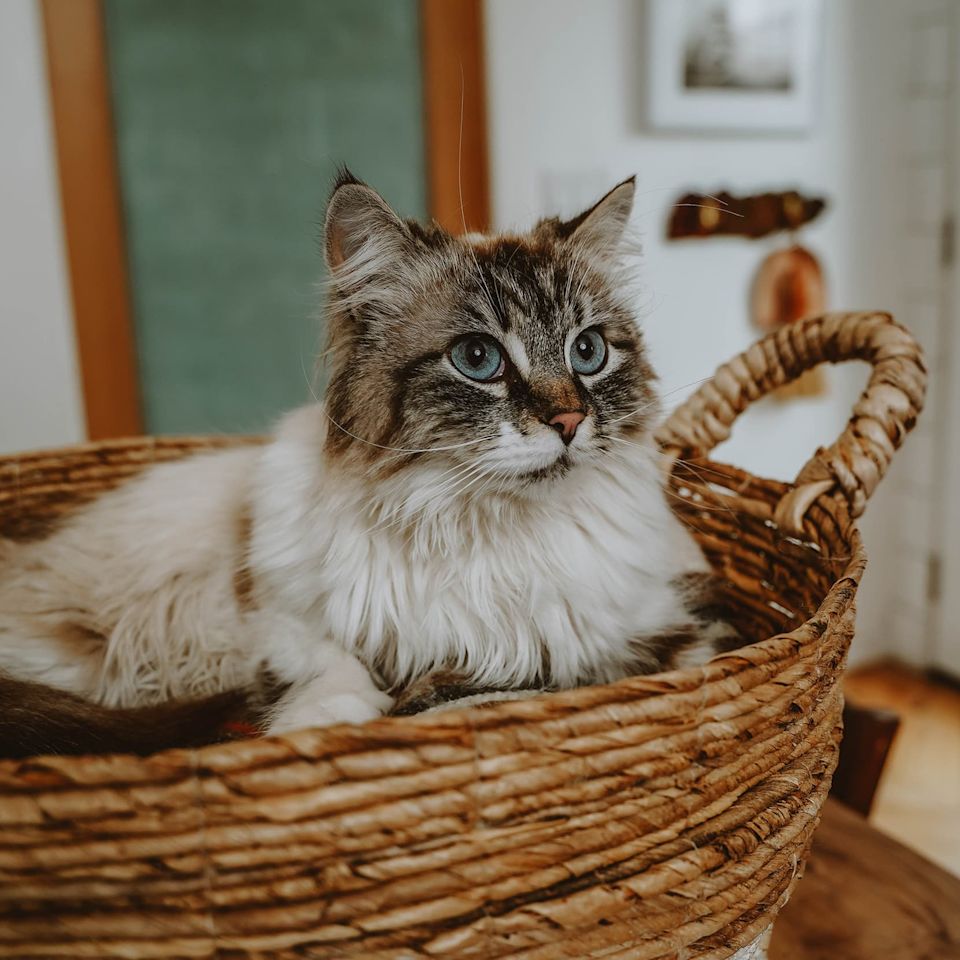 Fluffy cat in basket