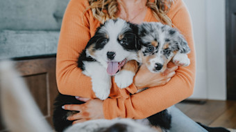 Woman holding two Australian Shepherd puppies