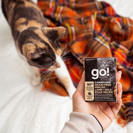 Owner holding GO! SOLUTIONS CARNIVORE Grain-Free Minced Lamb + Wild Boar Recipe Tetra Pak in front of calico cat