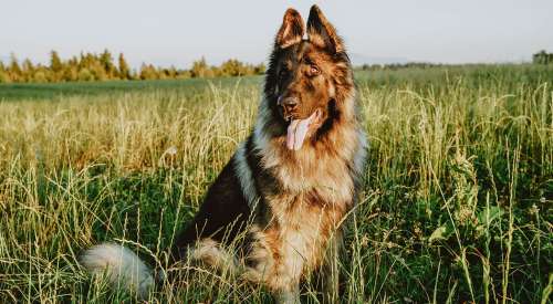 German Shepherd dog sitting in grassy field