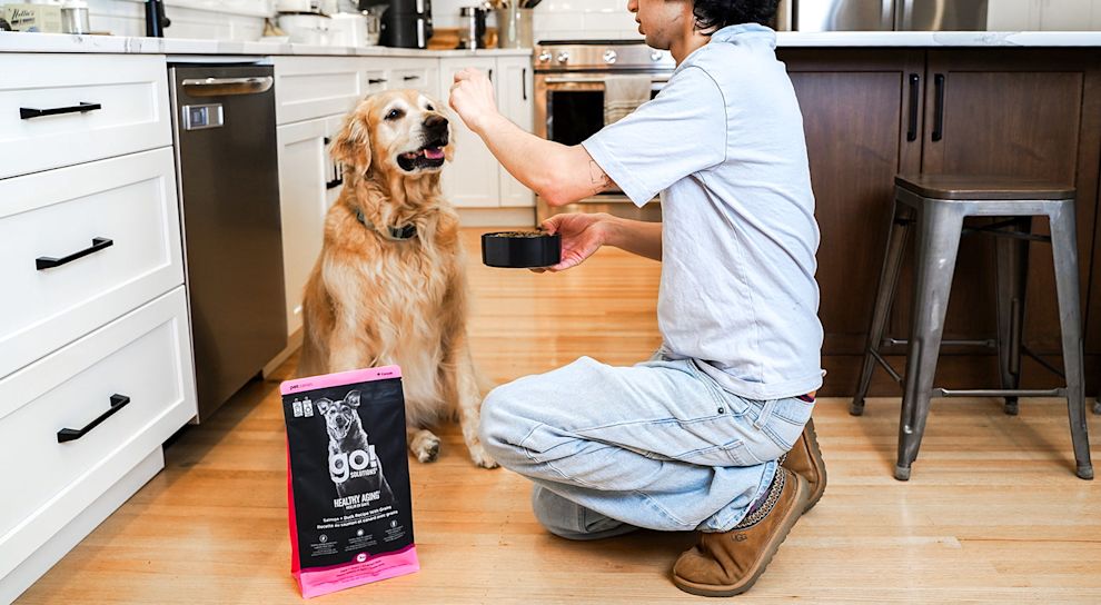 Golden Retriever dog being fed Go! Solutions Healthy Aging kibble in kitchen