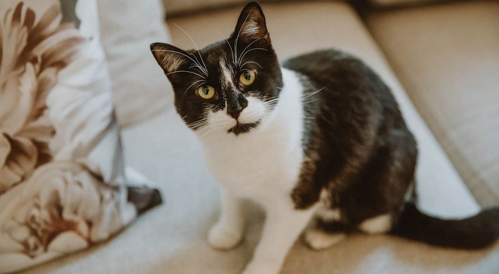 Black and white cat on couch staring at camera