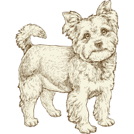 Small breed dog illustration