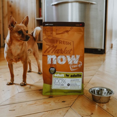 Dog standing beside bag of Now Fresh small breed adult dog food