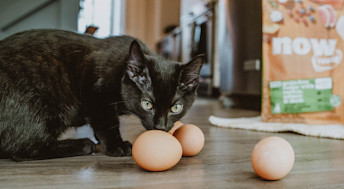 Kitten sniffing eggs in front of Now Fresh kibble bag