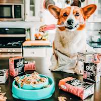 Corgi in kitchen holding a spatula with bowl of GO! SOLUTIONS SKIN + COAT CARE Pollock Pâté with Grains for Dogs wet food