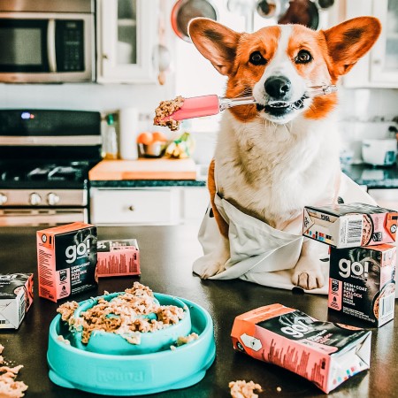 Corgi in kitchen holding a spatula with bowl of GO! SOLUTIONS SKIN + COAT CARE Pollock Pâté with Grains for Dogs wet food